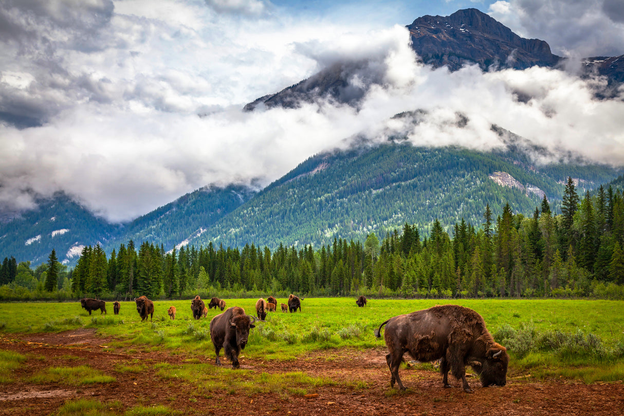 Meal (Ready-to-Eat) - BISON CHILI