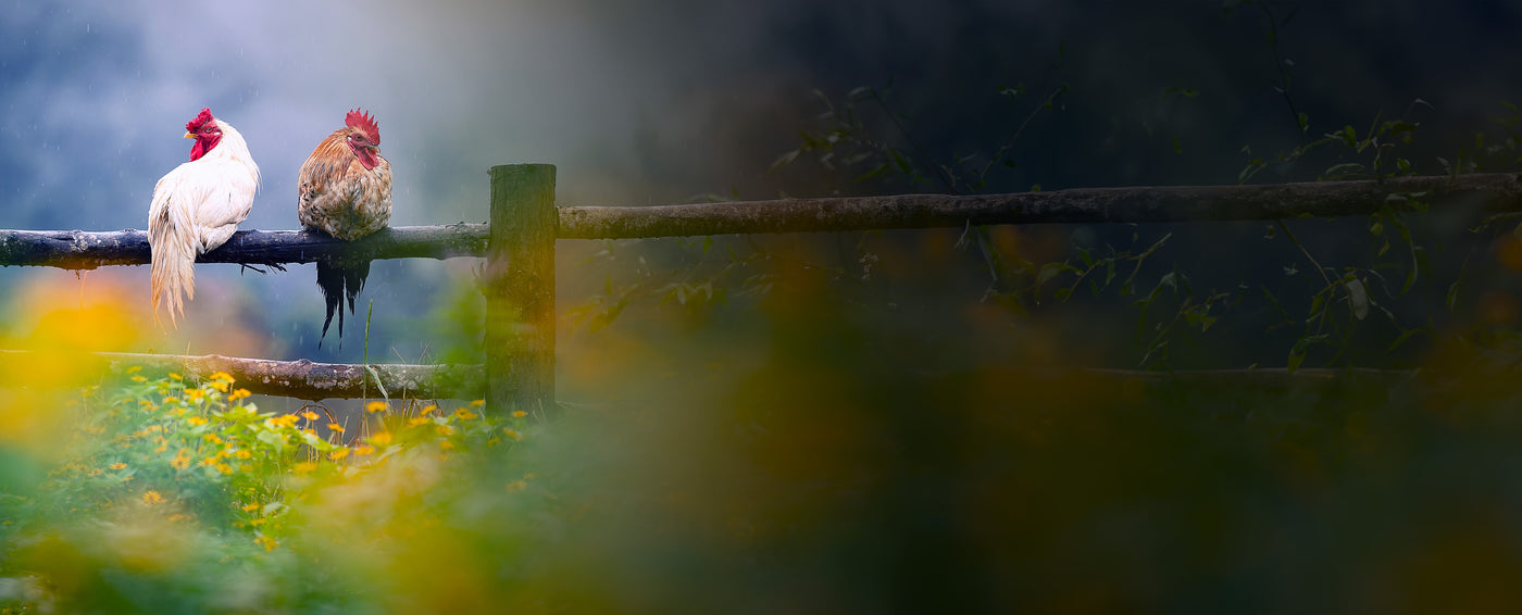 Two chicken facing different direction