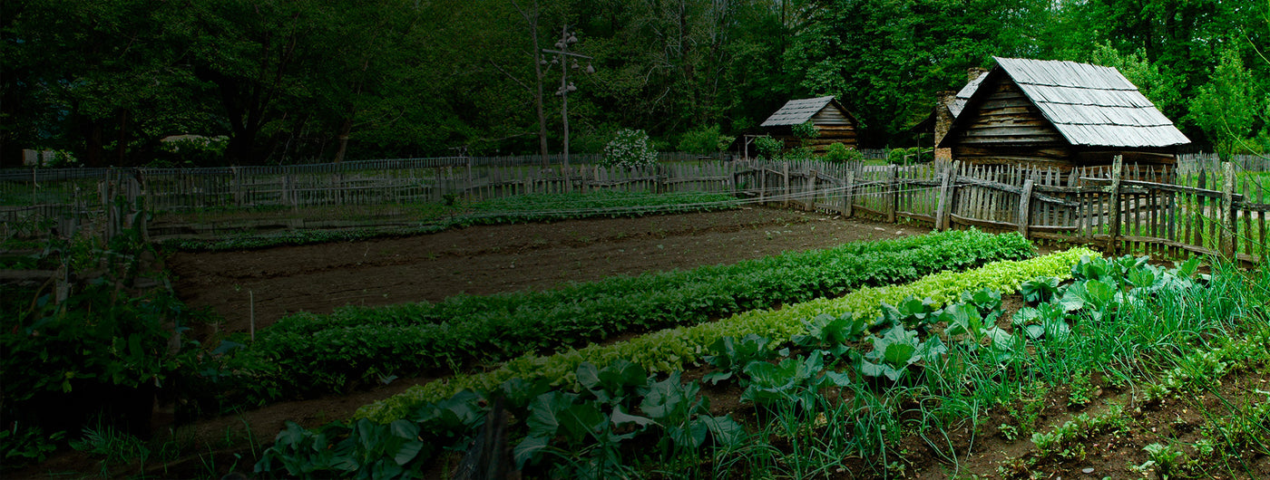 Peaceful green garden - Essential Provisions