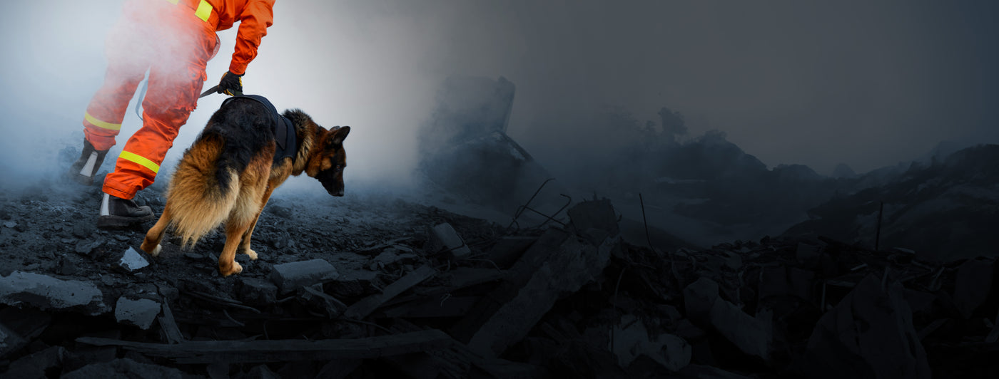 Rescue dog and firefighter in disaster scene